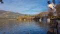 Ioannina or giannena city in greeece birds gull flying on the lake in winter season