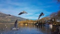 Ioannina or giannena city in greeece birds gull flying on the lake in winter season