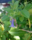 Iochroma australe, Blue Angel's trumpet Royalty Free Stock Photo