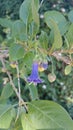 Iochroma australe, Blue Angel's trumpet Royalty Free Stock Photo