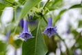 Iochroma australe small flowering shrub, small long bell flowers on branches Royalty Free Stock Photo