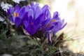 Iolet crocus Royalty Free Stock Photo