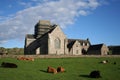 Iona Abbey With Cattle