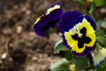 Iona Pansy