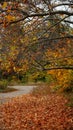 IOR Park in Autumn