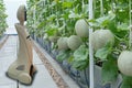 Iot smart farming, agriculture in industry 4.0 technology concept, trend robot using in farm to help farmer collect data ,keep , t