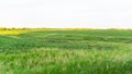 Iowa Corn Field