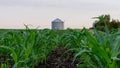 Iowa Corn Field