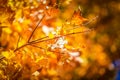 Iowa fall colors Royalty Free Stock Photo