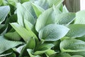 Iowa Hosta Royalty Free Stock Photo