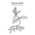 Ipecacuanha Carapichea ipecacuanha , medicinal plant Royalty Free Stock Photo
