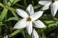 Ipheion `Alberto Castillo`