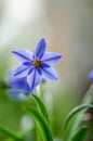 Ipheion uniflorum or flower of spring star