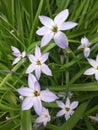 Ipheion uniflorum Spring Starflower