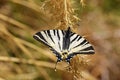 Iphiclides podalirius , the scarce swallowtail butterfly , butterflies of Iran Royalty Free Stock Photo