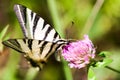 Iphiclides podalirius butterfy Royalty Free Stock Photo