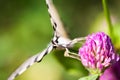 Iphiclides podalirius butterfy Royalty Free Stock Photo