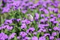 Iphiclides Podalirius butterfy on Verbena Venosa gillies & hook flower Royalty Free Stock Photo