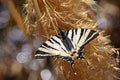 Iphiclides podalirius , the scarce swallowtail butterfly , butterflies of Iran Royalty Free Stock Photo