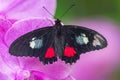 Iphidamas cattleheart butterfly with open wings