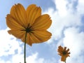 Orange Cosmos flower Royalty Free Stock Photo