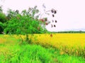 Ipil-ipil tree with dry fruits on grassland and rice field Royalty Free Stock Photo