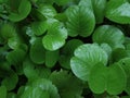 Ipomea asarifolia on the beach