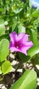 Ipomea Asarifolia Flowers photo stock