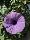 The ipomoea cairica in nature