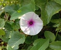 Ipomoea aquatica flowers blooming on green leaves are bell-shaped, with auxiliary petals arranged in a green color.