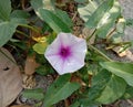 Ipomoea aquatica flowers blooming on green leaves are bell-shaped, with auxiliary petals arranged in a green color.