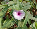 Ipomoea aquatica flowers blooming on green leaves are bell-shaped, with auxiliary petals arranged in a green color.