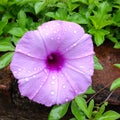 Ipomoea aquatica, water spinach, river spinach flower Royalty Free Stock Photo