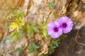 Ipomoea Asarifolia flower or called Pharbitis Purpurea (Syn Ipomoea Purpurea), native to tropical America