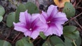 Ipomoea asarifolia plant grow in beach