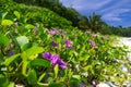 Ipomoea on a beach or Beach Morning Glory