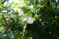 Ipomoea blooms with pink-white flowers in September. Berlin, Germany Royalty Free Stock Photo