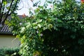 Ipomoea blooms with pink-white flowers in September. Berlin, Germany Royalty Free Stock Photo