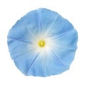 Ipomoea blue flower