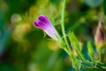 Ipomoea bud ... morning glory, moon flower... , blooming in summer