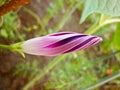 Ipomoea bud (morning glory, moon flower)