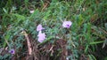 Ipomoea cairica, commonly known as the mile-a-minute vine or morning glory vine with purple flowers. Uttarakhand India