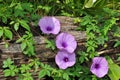 Ipomoea cairica is a herbaceous, perennial plant with palmate leaves and large, showy white to lavender flowers