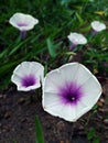 Ipomoea cairica