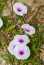 The Ipomoea cairica (L.) Sweet Royalty Free Stock Photo