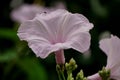 Ipomoea cairica Royalty Free Stock Photo