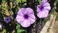 ipomoea cairica plant flowers closeup