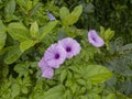 Ipomoea Cairica or Railway Glory flowers, Goa