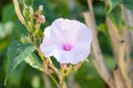 Ipomoea carnea flowers and leaves. Kangkung pagar or Ipomoea carnea, purple pink morning glory, Royalty Free Stock Photo