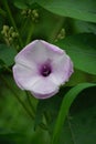 Ipomoea carnea (Kangkung pagar, krangkungan, pink morning glory) in nature.